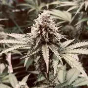 Limited seeds from Mary Jane 2026