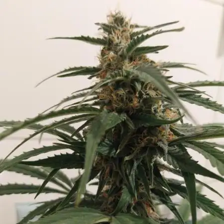 Wintergrow 2024 by 2Fast4Buds and Royal Queen Seeds :)