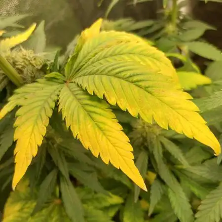 LSD_25 by FastBuds (spring grow)
