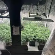 Rs11 Wizard Trees X Deo Farms & GG#4