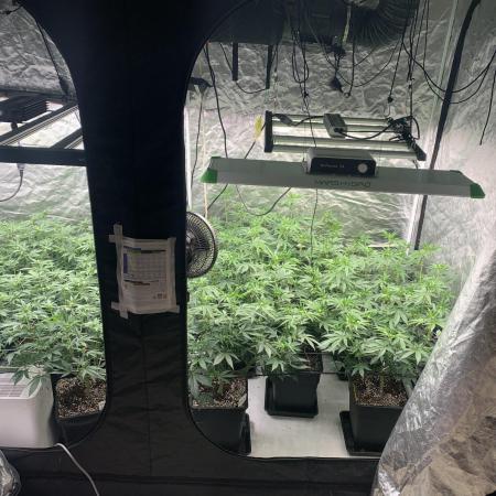Rs11 Wizard Trees X Deo Farms & GG#4