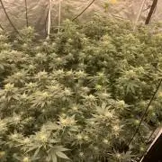 Rs11 Wizard Trees X Deo Farms & GG#4