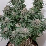 3rd Grow - 3 Plants & Strains