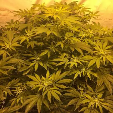 gg4 + moby d      hps