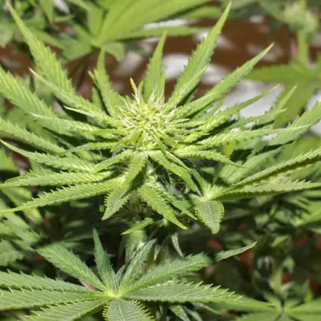 King's Juice MicroGrow