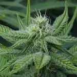 Beleaf, Ethos, Crossbone Genetics !