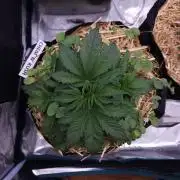 Night Owl LSO/Organics !