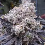 Beleaf, Ethos, Crossbone Genetics !