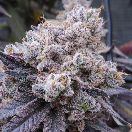 Beleaf, Ethos, Crossbone Genetics !