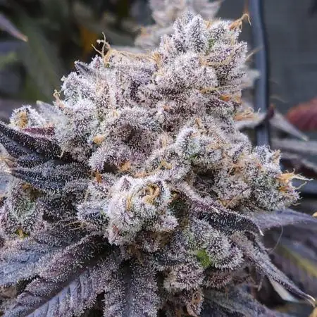 Beleaf, Ethos, Crossbone Genetics !