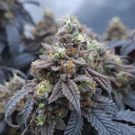 Ethos Genetics !
