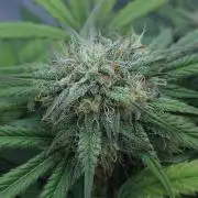 LSO Autoflowers 2.0 !