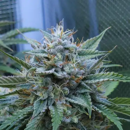 LSO Autoflowers !