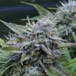 LSO Autoflowers !