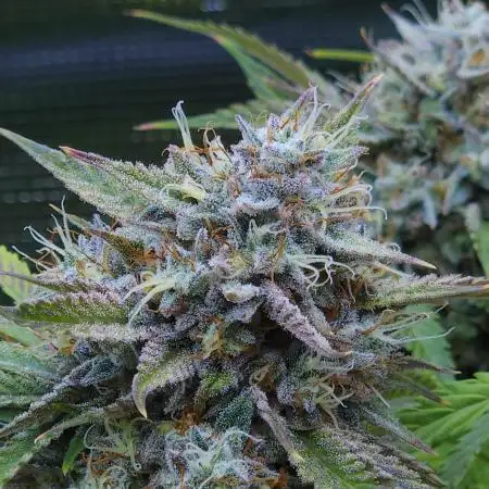LSO Autoflowers !