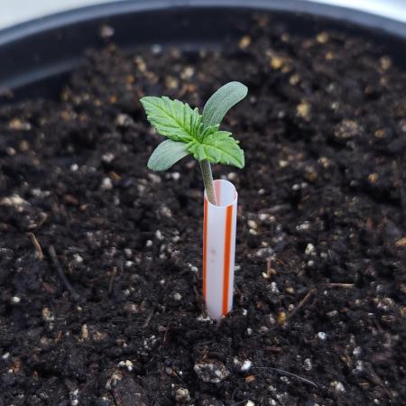 Butterbean Birdseed - Fast Flowering LSO