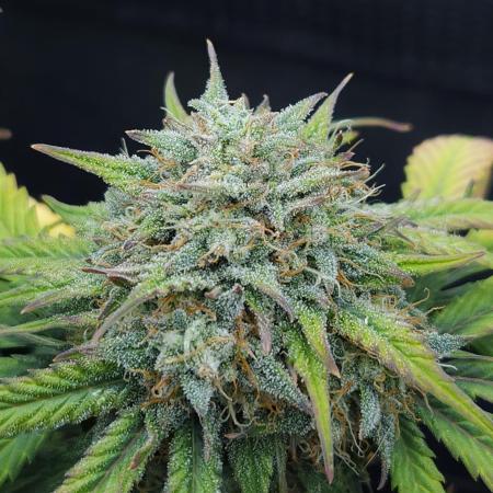 LSO Autoflowers 2.0 !