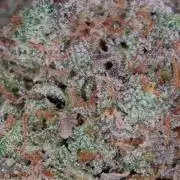 LSO Autoflowers 2.0 !