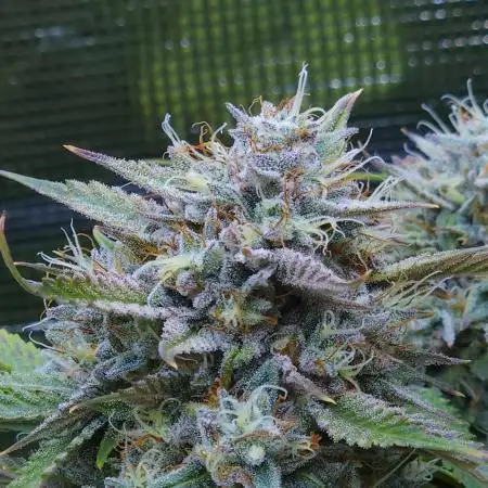 LSO Autoflowers !