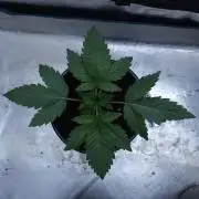 Butterbean Birdseed - Fast Flowering LSO