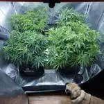 Beleaf, Ethos, Crossbone Genetics !
