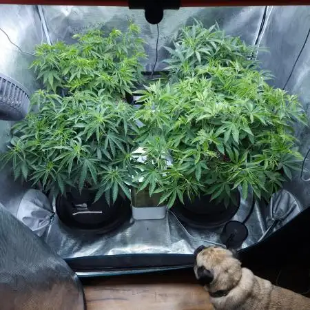 Beleaf, Ethos, Crossbone Genetics !