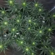 Romdog/Garlic Fever LSO + Organics !