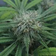 LSO Autoflowers 2.0 !