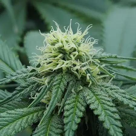 Beleaf, Ethos, Crossbone Genetics !