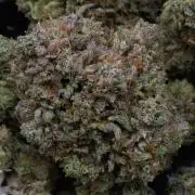 LSO Autoflowers 2.0 !