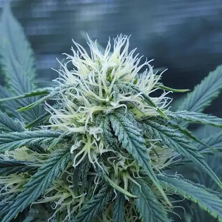 LSO Autoflowers !