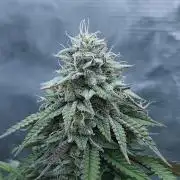 Butterbean Birdseed - Fast Flowering LSO