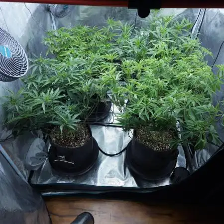 Beleaf, Ethos, Crossbone Genetics !