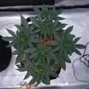 Romdog/Garlic Fever LSO + Organics !
