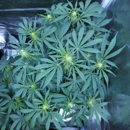 LSO Autoflowers !