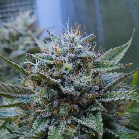LSO Autoflowers !
