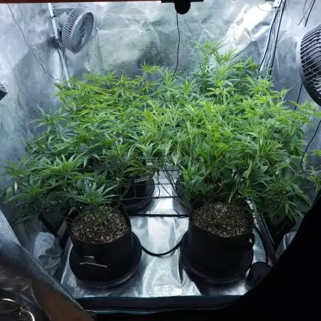 Beleaf, Ethos, Crossbone Genetics !