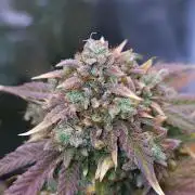 Night Owl LSO/Organics !