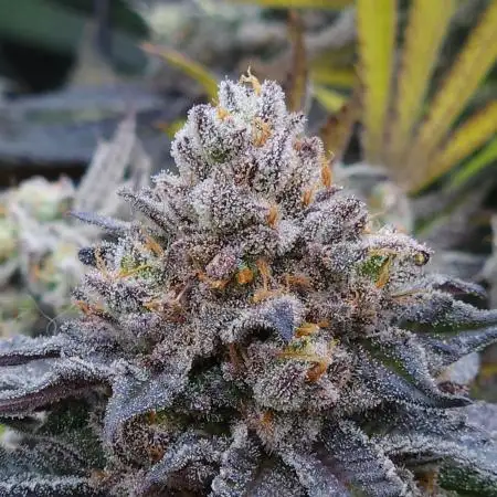 Beleaf, Ethos, Crossbone Genetics !