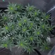 Romdog/Garlic Fever LSO + Organics !