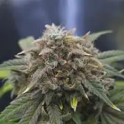 Night Owl LSO/Organics !
