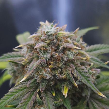 Night Owl LSO/Organics !