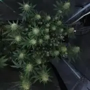 Romdog/Garlic Fever LSO + Organics !