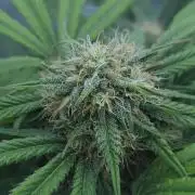 LSO Autoflowers 2.0 !