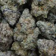 Romdog/Garlic Fever LSO + Organics !