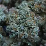 Night Owl LSO/Organics !