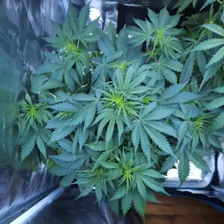 LSO Autoflowers !