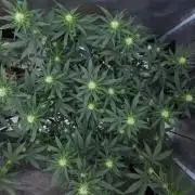 Romdog/Garlic Fever LSO + Organics !