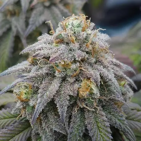 Ethos Genetics !