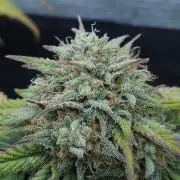 LSO Autoflowers 2.0 !